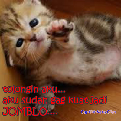 Caption Dp Bbm Kucing Lucu Gag Kuat Jadi Jomblo