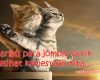 Caption Dp Bbm Kucing Lucu Imut dan Menggemaskan Terupdate