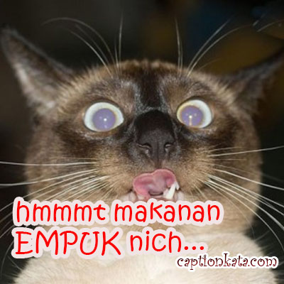 Caption meme Kucing Lucu Makanan Empuk