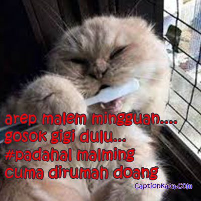 Caption meme Kucing Lucu sedang gosok gigi