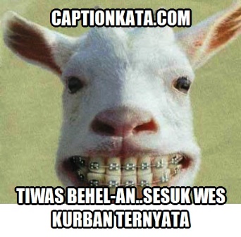 Gambar Kata kata Indah Hewan Kurban