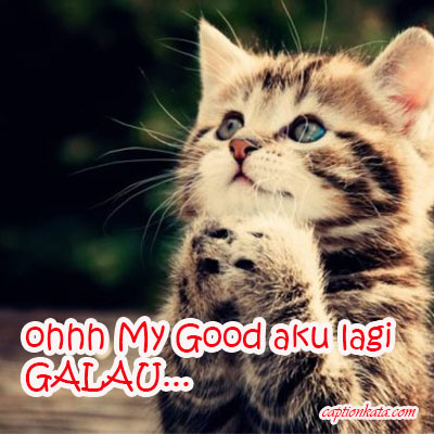 DP BBM Kucing Galau Sedang Berdoa