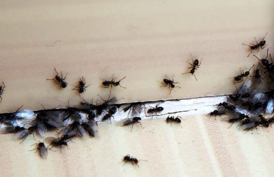 Cara Mudah Mengusir Semut di Rumah