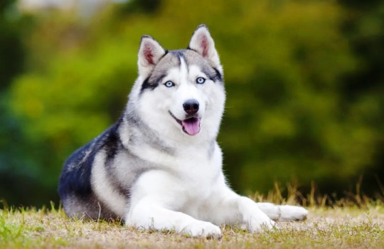 Panduan Memilih Jenis Anjing Peliharaan yang Cocok Buat Kamu